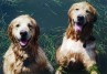 Goldens in Bay